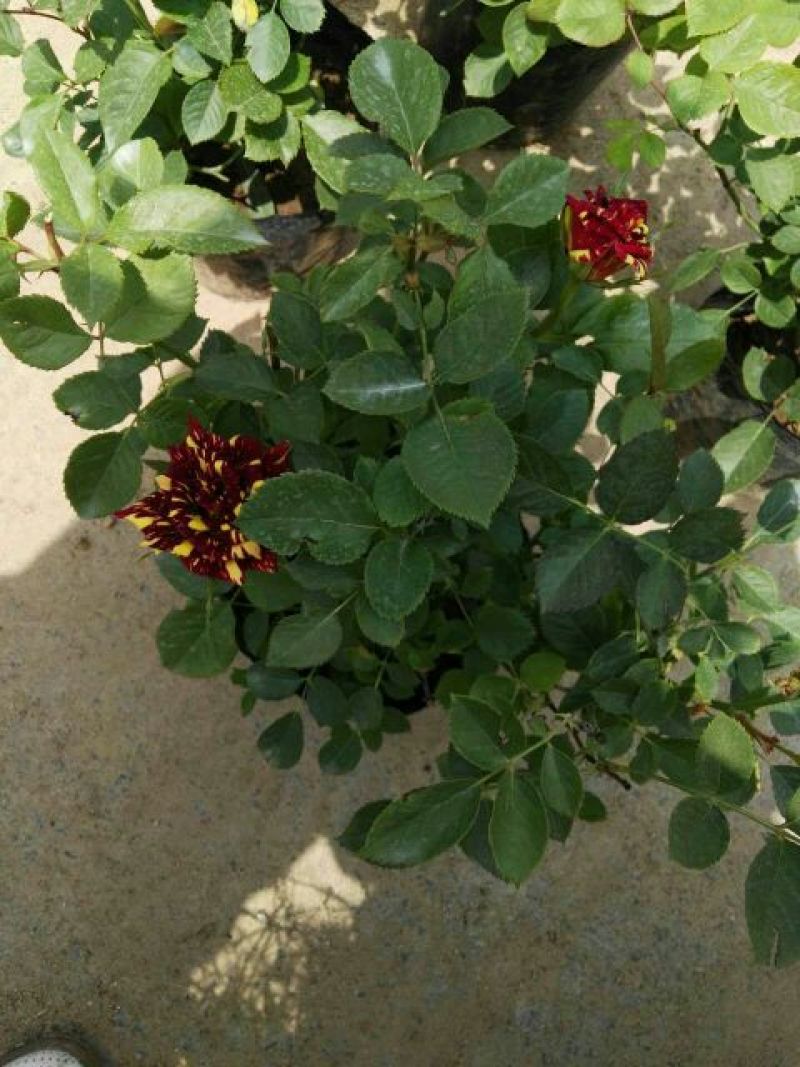 大花月季50~60cm