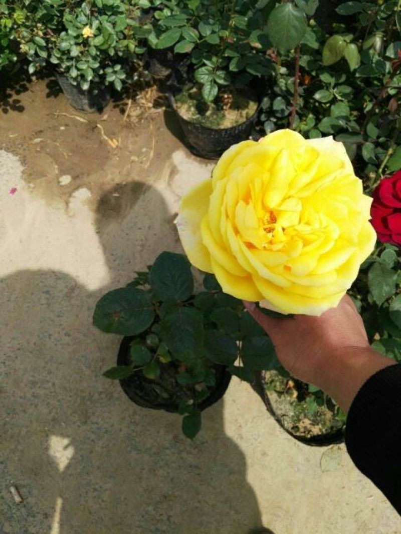 大花月季50~60cm