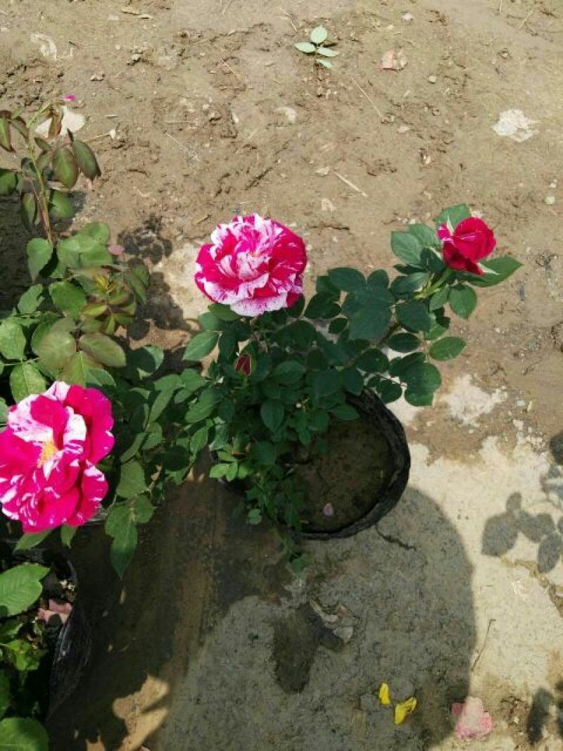 大花月季50~60cm