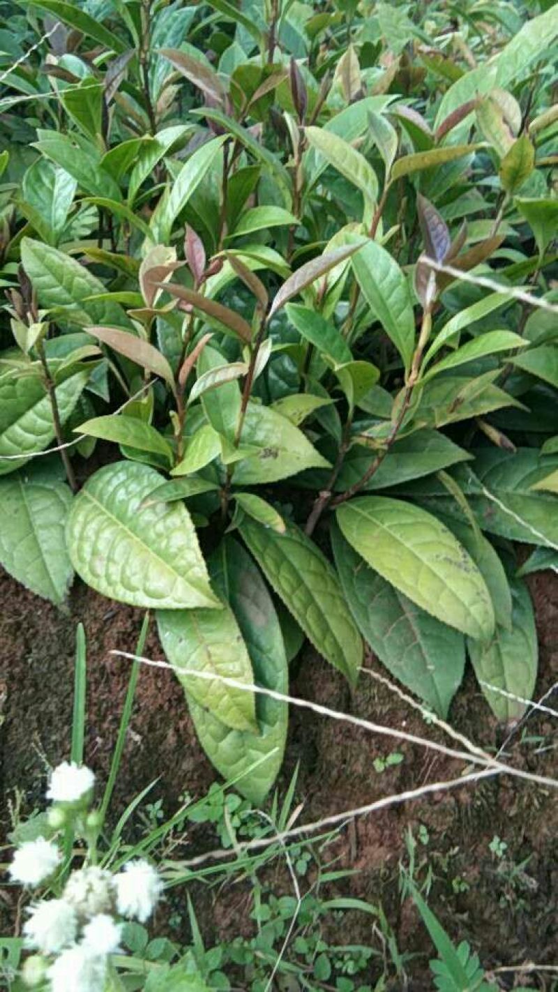 金花茶树苗10~20cm