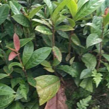 金花茶树苗10~20cm