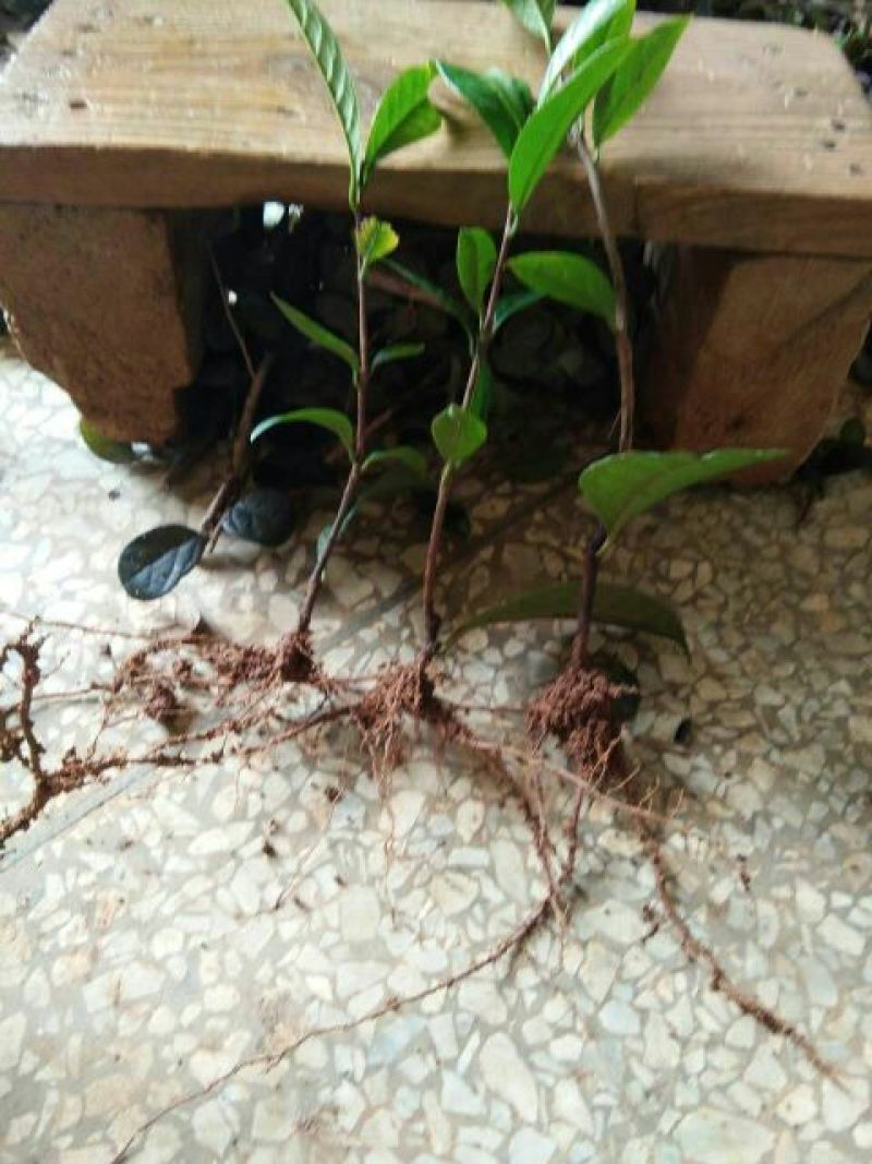 金花茶树苗10~20cm