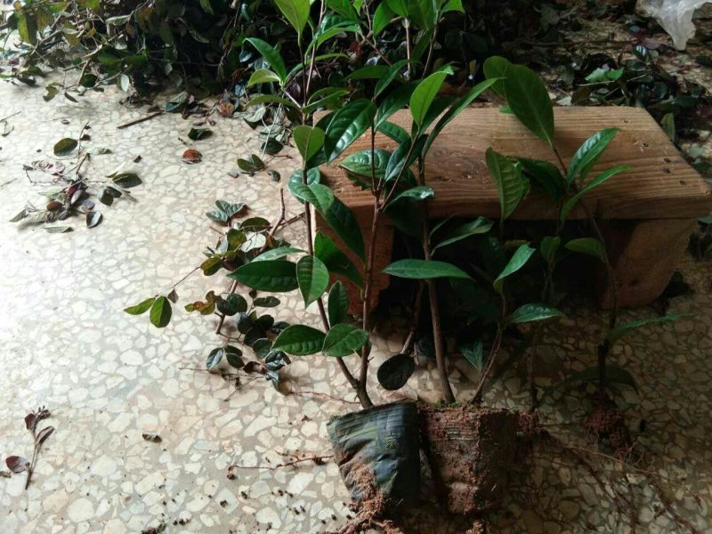 金花茶树苗10~20cm