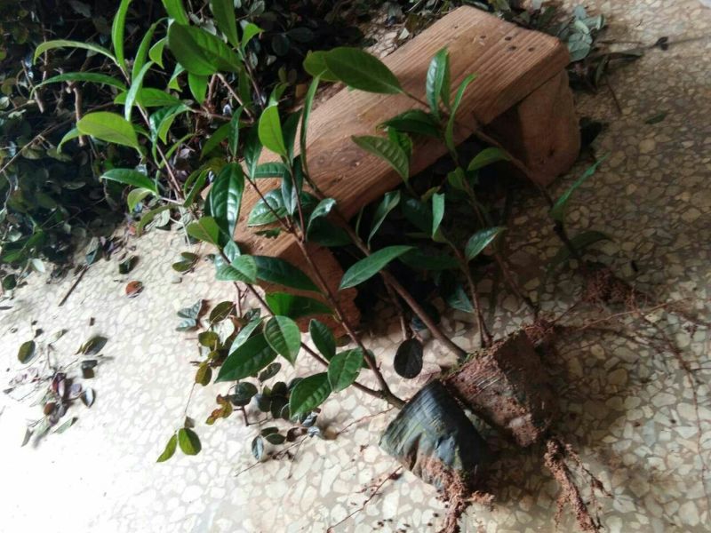 金花茶树苗10~20cm