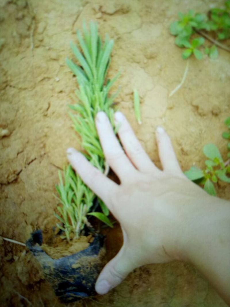 薰衣草种苗