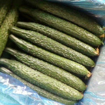 黄瓜鲜花带刺25-30公分