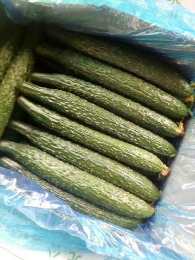 黄瓜鲜花带刺25-30公分