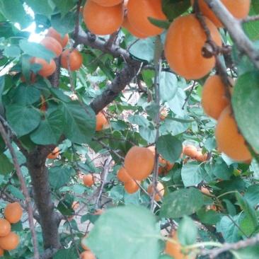 杏树苗70~80cm一年苗二年苗三年苗保品种量大从优