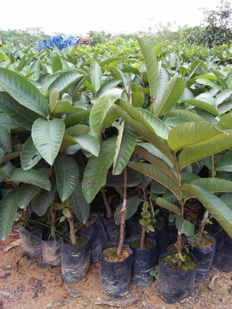 西瓜番石榴苗30~50cm