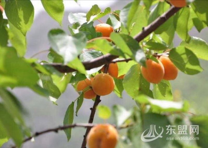 山杏核苦核