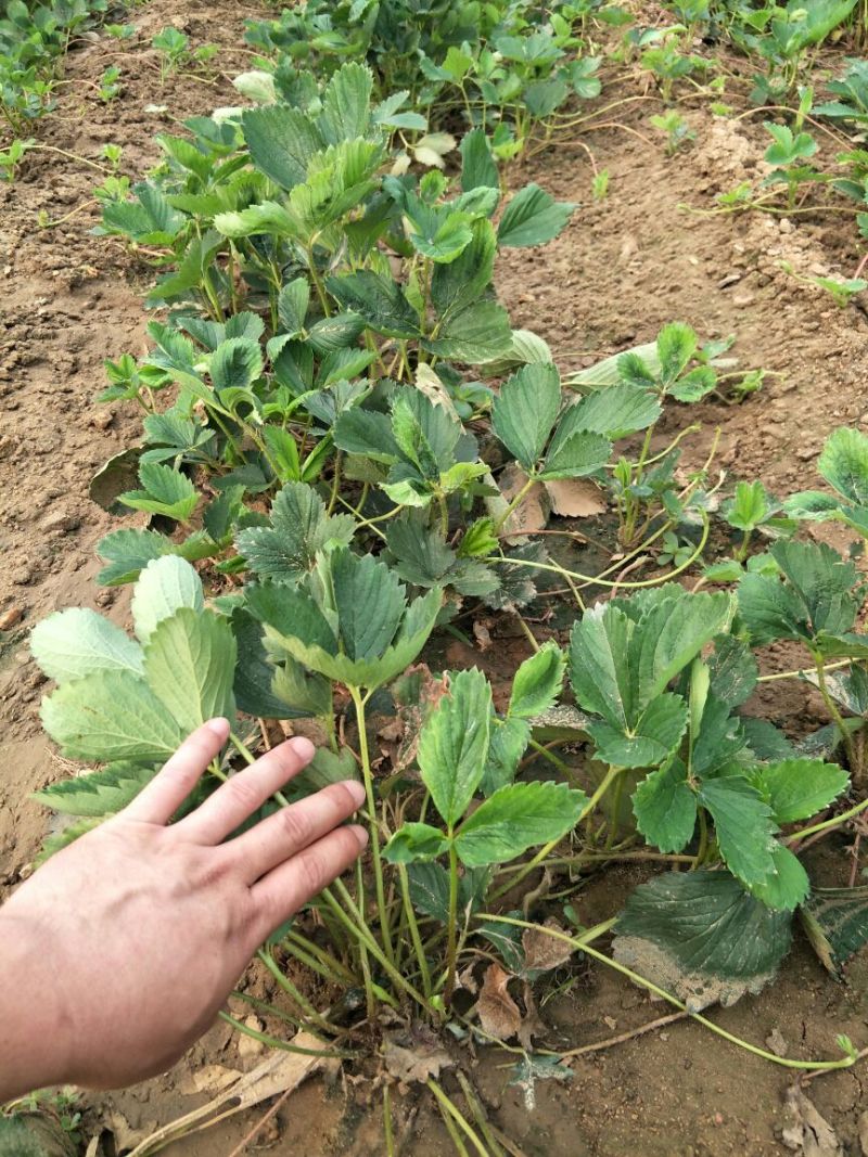 妙香7号草莓苗妙香草莓苗草莓苗一手货源品种纯