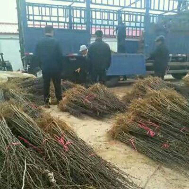 花椒苗大红袍花椒苗无刺花椒苗品种纯1-2年苗
