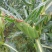 菜用玉米1%
