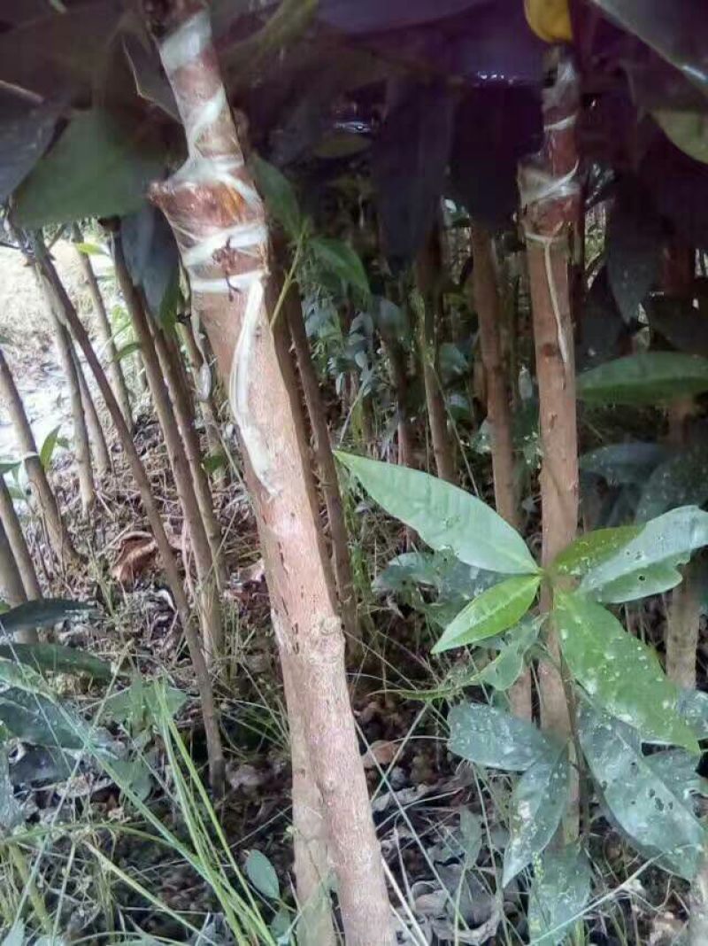 红莲雾果树苗
