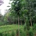 玉兰树10~12cm