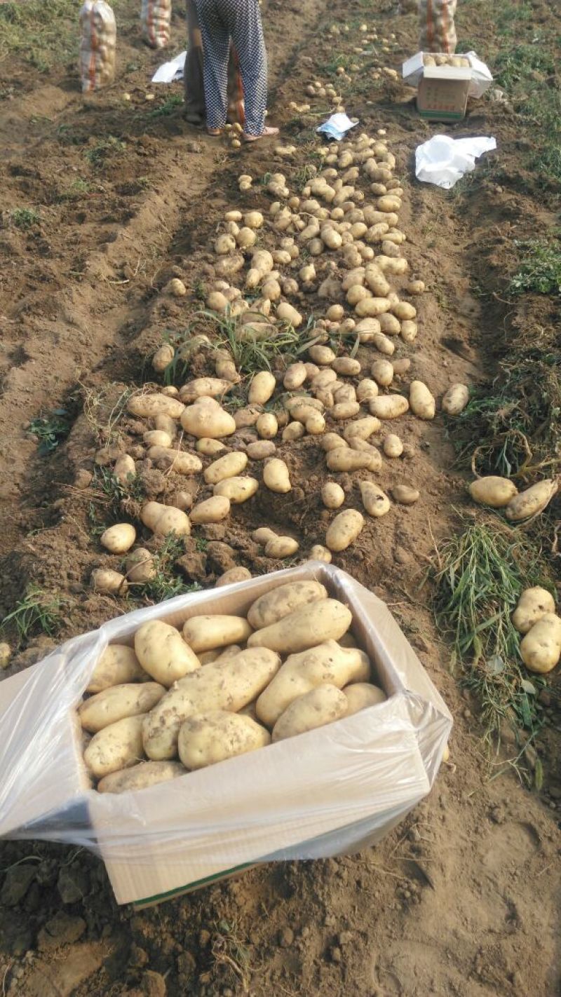 荷兰十五土豆精品3两以上，冷库库存大量有货，质量好。