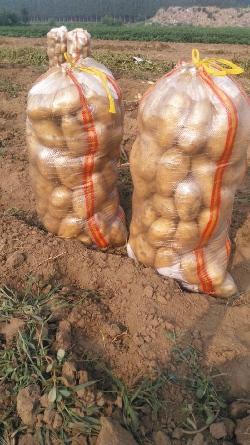 荷兰十五土豆精品3两以上，冷库库存大量有货，质量好。