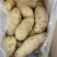 荷兰十五土豆精品3两以上，冷库库存大量有货，质量好。
