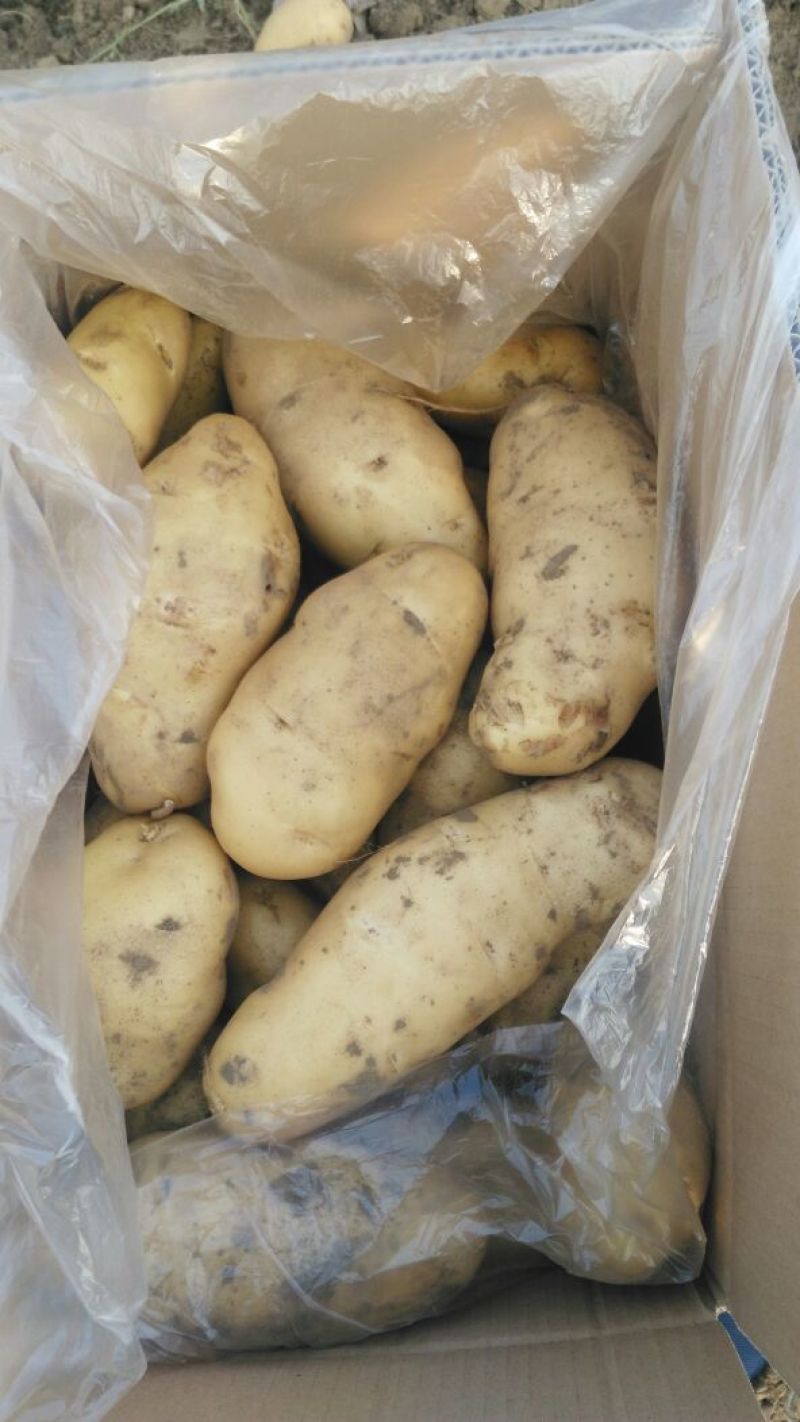 荷兰十五土豆精品3两以上，冷库库存大量有货，质量好。