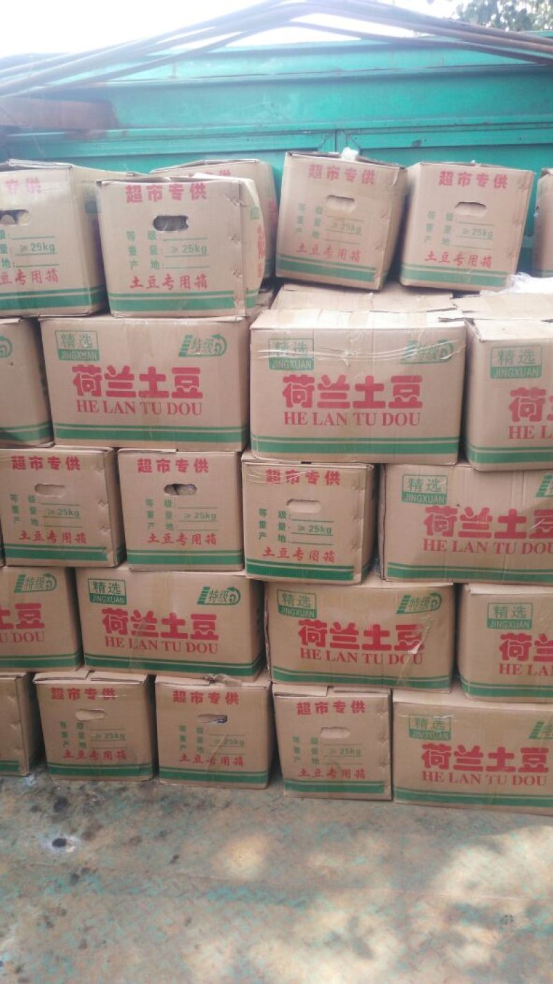荷兰十五土豆精品3两以上，冷库库存大量有货，质量好。