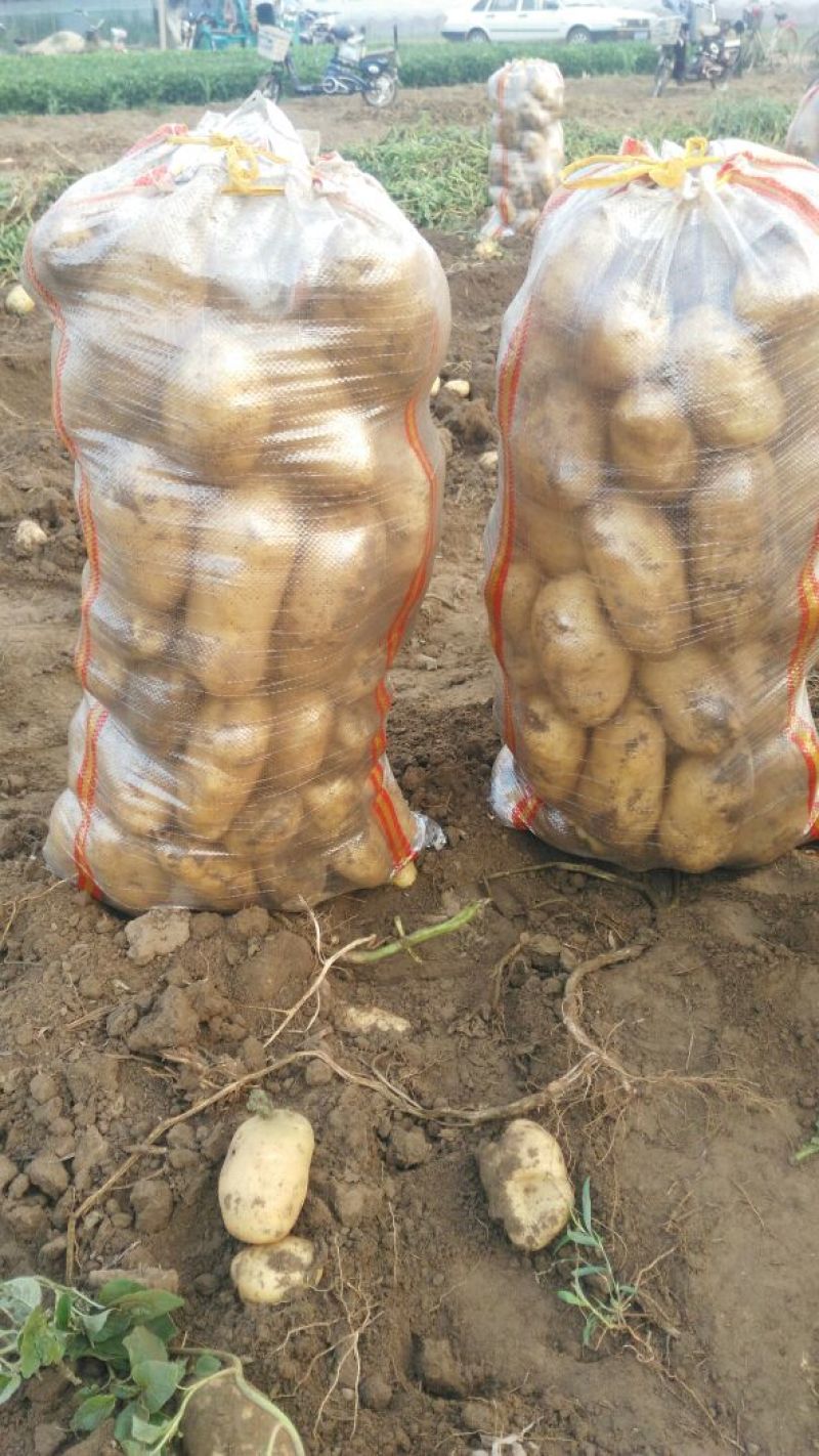 荷兰十五土豆精品3两以上，冷库库存大量有货，质量好。