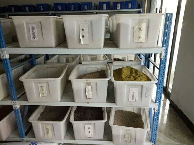 美国四季青草坪种子狗牙根高羊茅黑麦草马尼拉百慕大草籽