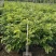 黄花梨树苗1cm以下50~80cm