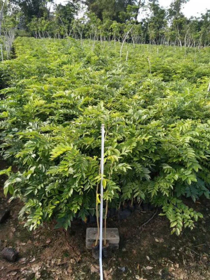 黄花梨树苗1cm以下50~80cm