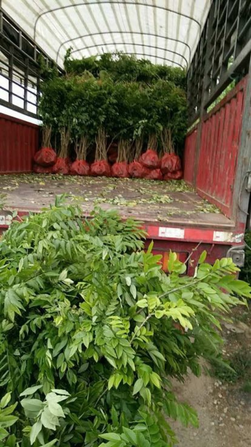 黄花梨树苗1cm以下50~80cm