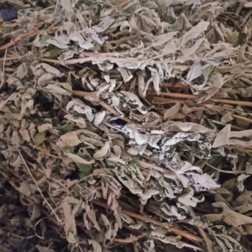 仙鹤草