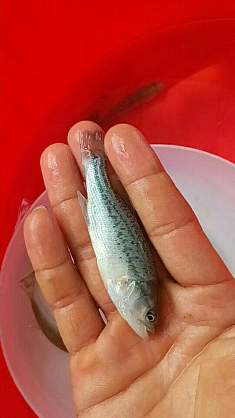 加州鲈鱼苗
