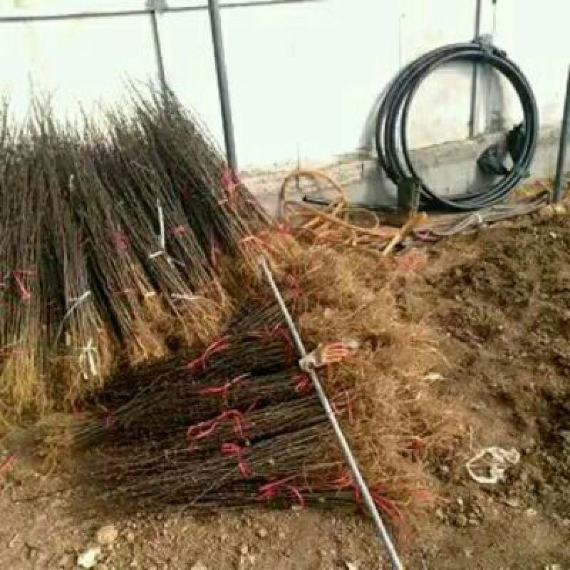 花椒苗大红袍花椒苗无刺花椒苗品种纯1-2年苗