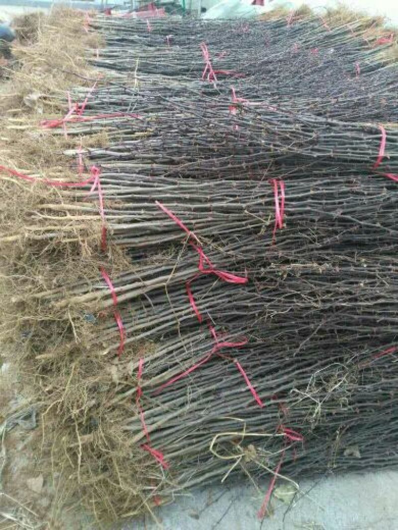 花椒苗大红袍花椒苗无刺花椒苗品种纯1-2年苗