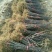 花椒苗大红袍花椒苗无刺花椒苗品种纯1-2年苗