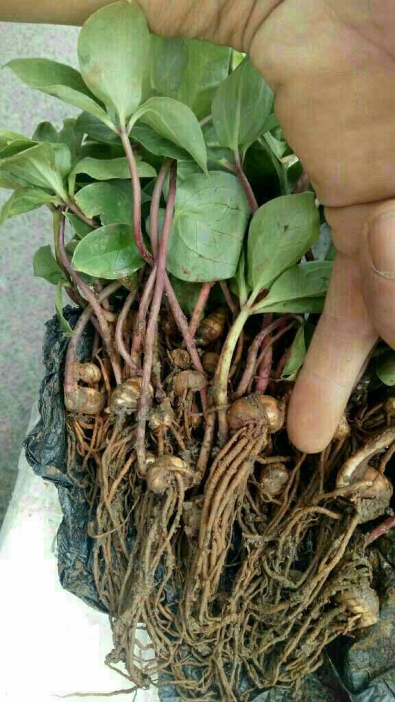 云南重楼鲜货统个