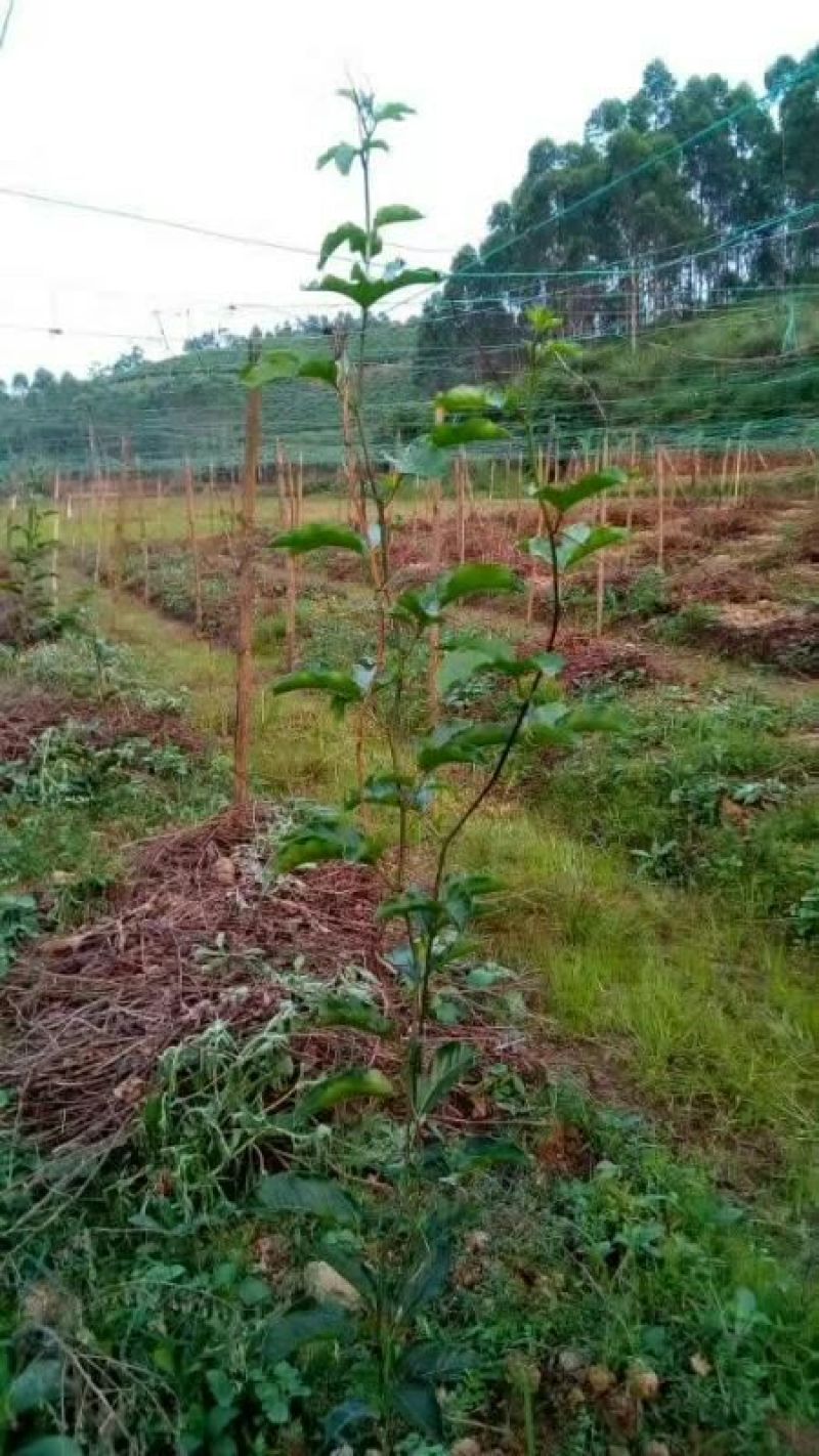 满天星百香果苗可视频看货支持线上交易产地直销