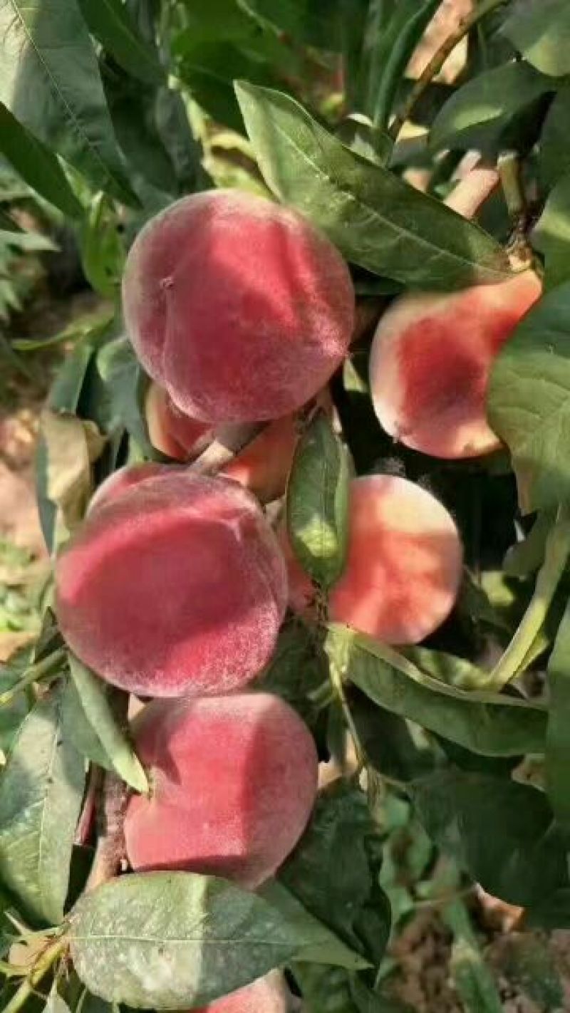 突围，郑三毛桃，大量现货