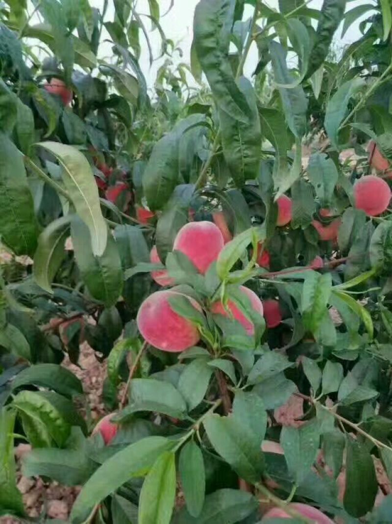 突围，郑三毛桃，大量现货
