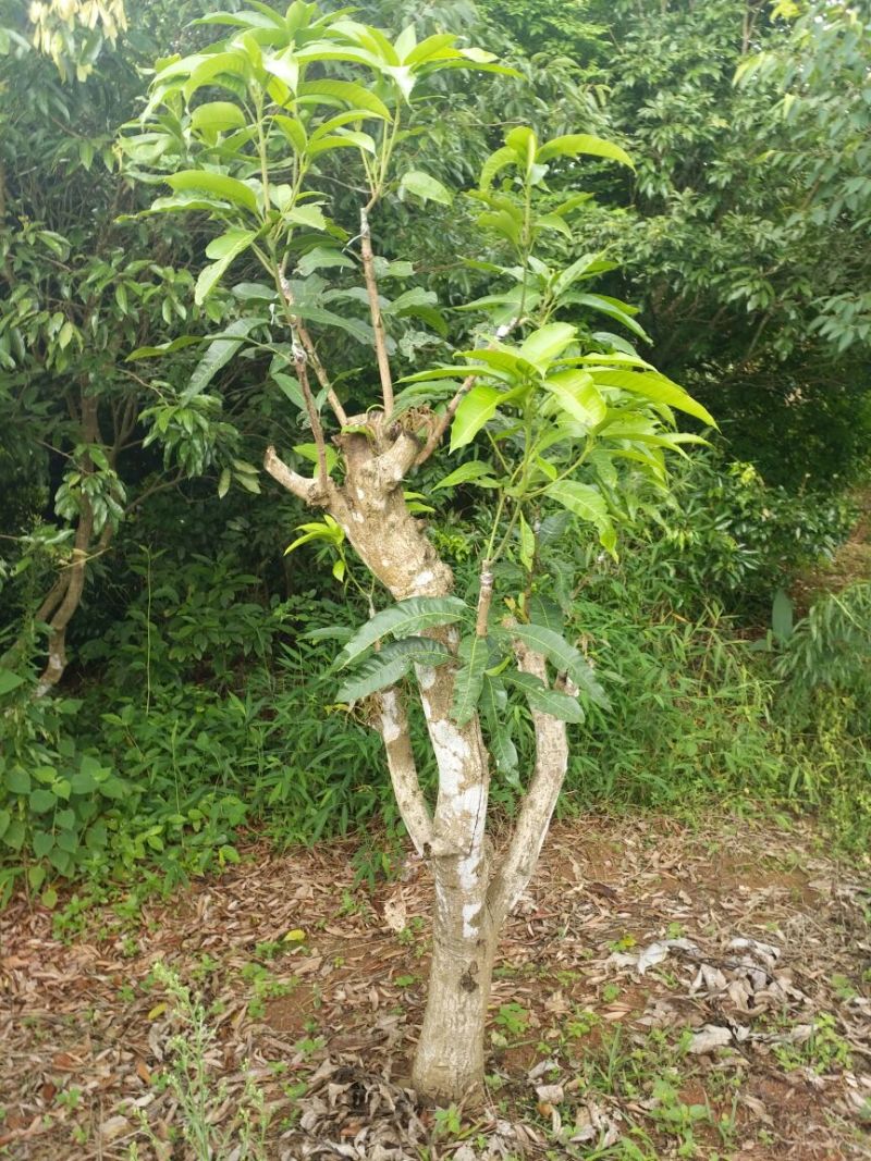 台农芒果正品嫁接苗可视频看货支持线上交易产地直销
