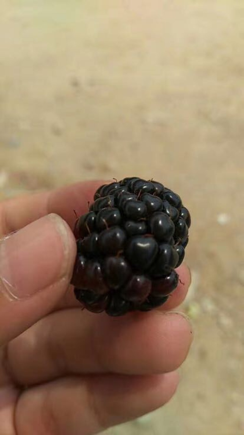 黑莓黑色