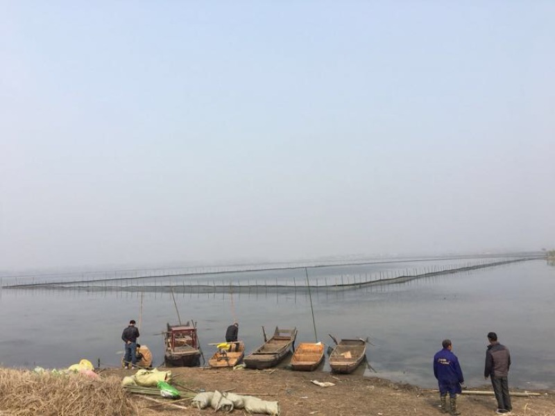 鲤鱼