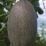西州蜜瓜5斤以上长圆形