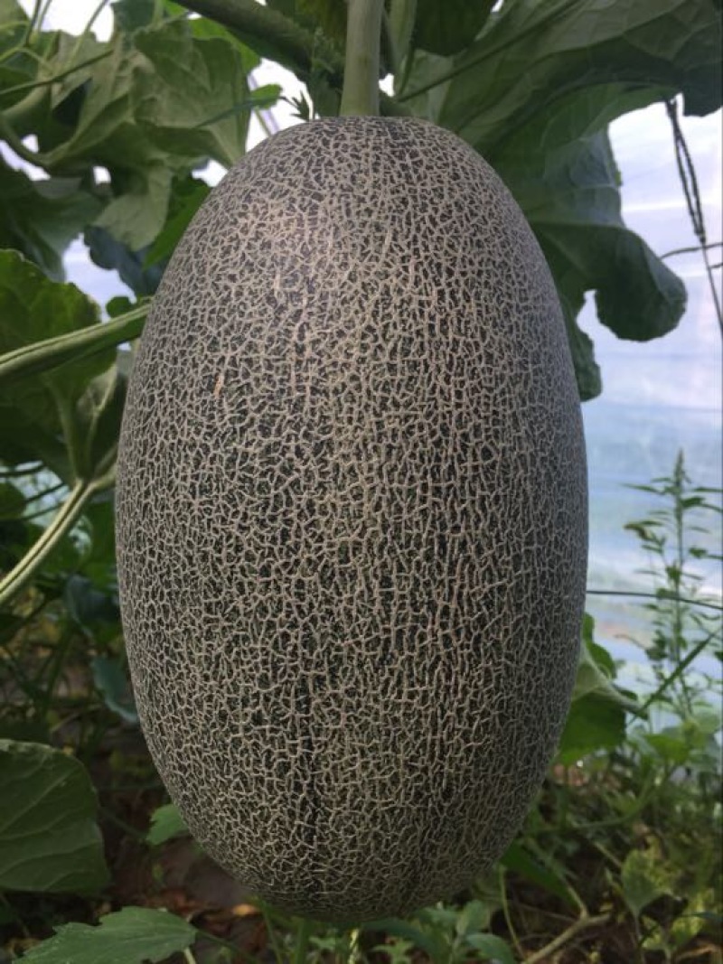 西州蜜瓜5斤以上长圆形