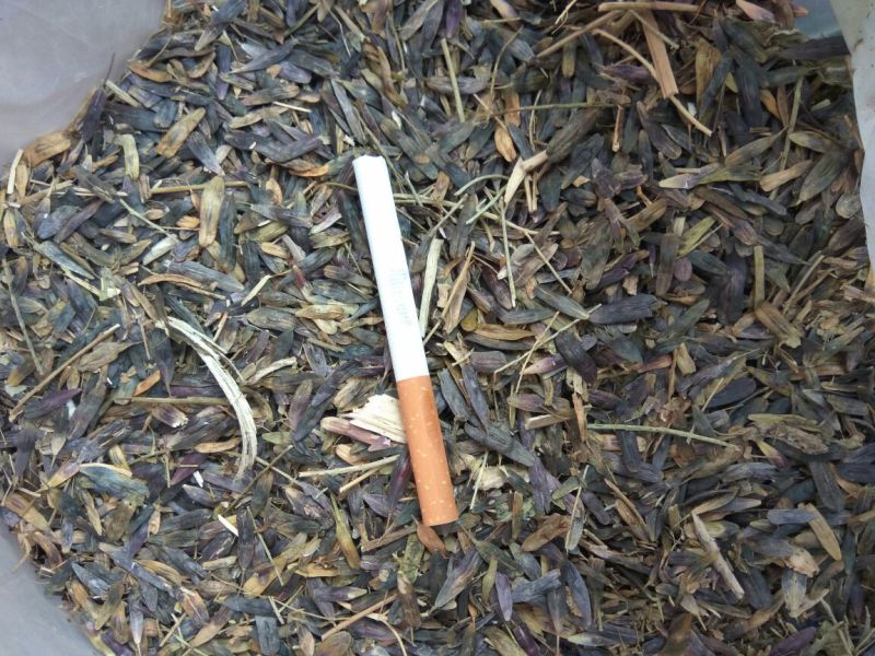 板蓝根种子95%以上