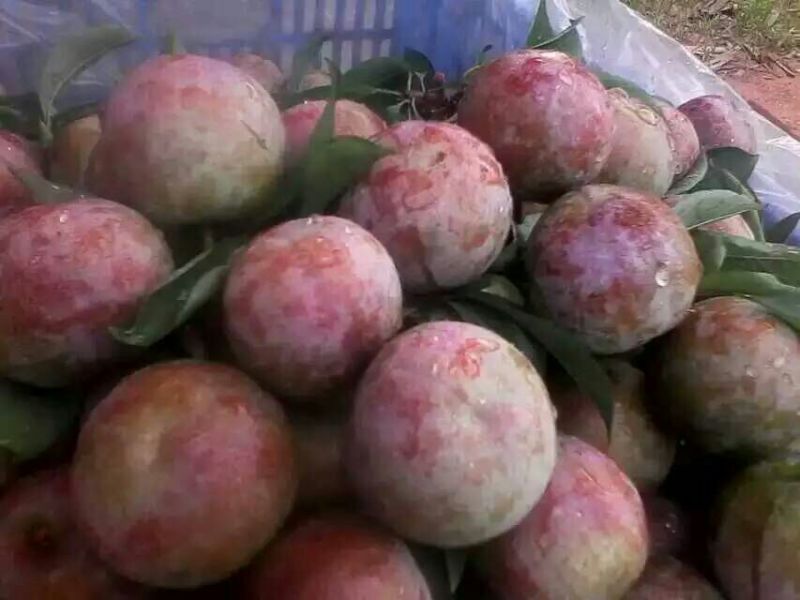 李子枝条