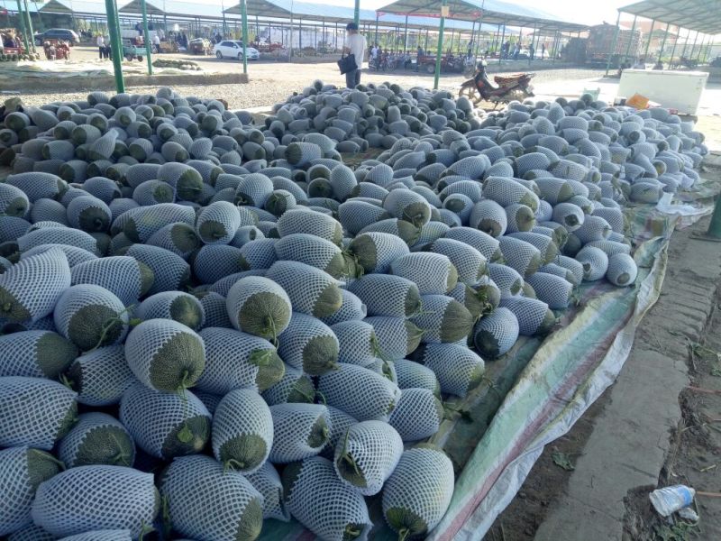 伽师瓜7斤以上长圆形