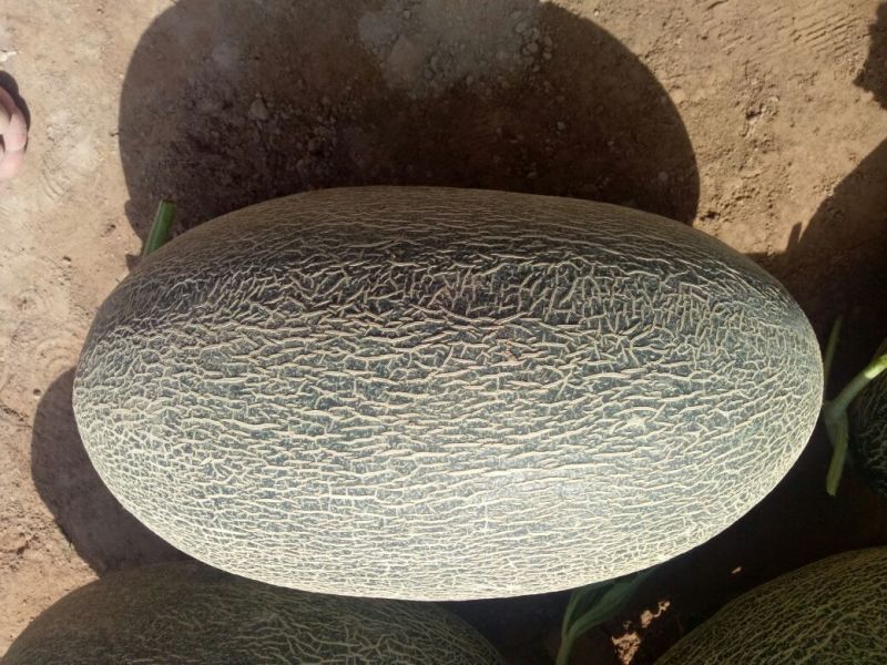 伽师瓜7斤以上长圆形