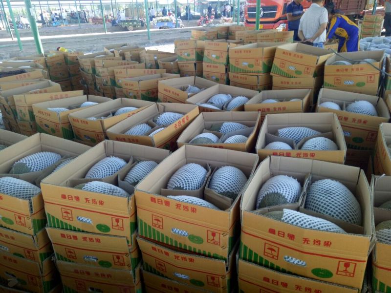 伽师瓜7斤以上长圆形