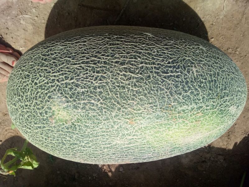 伽师瓜7斤以上长圆形