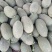 伽师瓜7斤以上长圆形